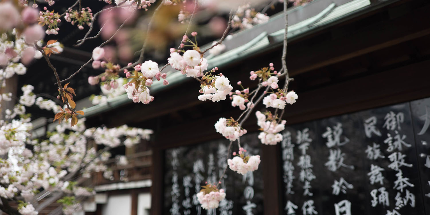 Japanese-cherry-blossom-sakura